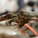 Image for article titled Good Twitter thread details the long lives and truly terrible deaths of lobsters